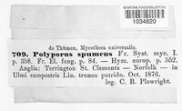 Polyporus spumeus image